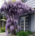 Mor Salkım Fidanı Wisteria Sinensis 3 Adet