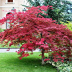 Kırmızı Yapraklı Japon Akçaağaç Acer Palmatum Atropurpureum 10 Adet