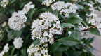 Viburnum Tinus - Yaprak Dökmeyen Kartopu 30 cm 3 Adet