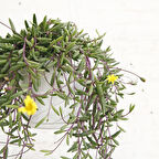 Yakut Kolyesi – Othonna capensis Askılı Saksıda 3 Adet