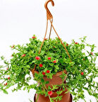 Buz Çiçeği Mesenbryanthemum Albatum Askılı Saksıda 3 Adet