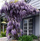 Mor Salkım Fidanı Wisteria Sinensis 80-100 cm 5 Adet