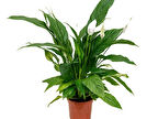 Barış Çiçeği – Spathiphyllum 40cm