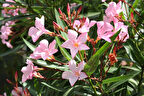 Zakkum Nerium oleander  60-80 cm 3 Adet
