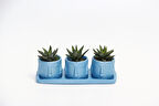TRİO MAVİ ADLER SUKULENT SETİ - Haworthia Pumila