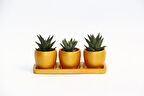 TRİO ORANGE HEDİYELİK SUKULENT SETİ - Haworthia, Gasteria