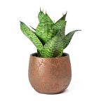 Yeşil Paşa Kılıcı – Sansevieria Hahnii 15-20 cm