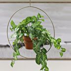 Ok Başı Sarmaşığı - Syngonium Podophyllum