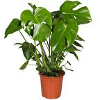 Monstera -  Deve Taban 40- 60 cm 2 Adet