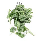 Alacalı Pathos Sarmaşığı (Scindapsus Pictus) Askılı Saksıda 2 Adet