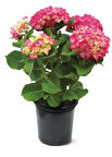 Ortanca – Hydrangea Macrophylla 20-40cm -Pembe