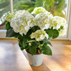Ortanca – Hydrangea Macrophylla 20-40cm - Beyaz