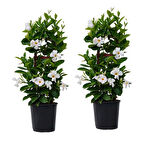 Mandevilla Sarmaşığı - Beyaz 80-100cm