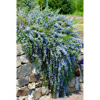 Yayılıcı Biberiye (Rosmarinus officinalis Prostratus 2 Adet