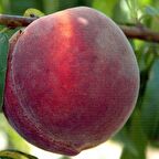 Hale Şeftali Fidanı 3 Yaş Tüplü ve Aşılı