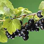 Siyah Frenk Üzümü Fidanı 5 Adet