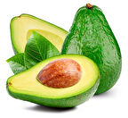 Fuerte Avokado Fidanı