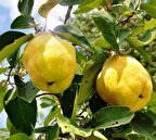 Ekmek Ayvası Fidanı 3 Yaş Tüplü ve Aşılı 2 Adet