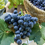 Alphonse Lavella Üzüm Fidanı 2 Yaş Tüplü 5 Adet