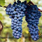 Boğazkere Üzüm Fidanı 2 Yaş Tüplü