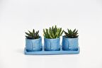 TRİO MAVİ ADLER SUKULENT SETİ - Haworthia, Huernia