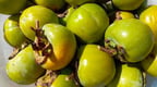 Hatay hurma 10kg