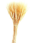 Kurutulmuş buğday başağı 1 bağ