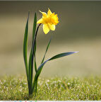 NERGİS SABUN VE KOKULU TAŞ ESANSI 50 ML