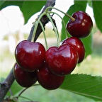 3 Yaş Aşılı Kiraz Fidanı ZİRAAT 900, Torbada