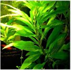 Hygrophilla Lacustris Akvaryum Bitkisi,Canlı Bitki 5 Dal