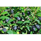 Doğaşık 20-30 cm Siyah Mersin Murt Fidanı 1-2 yaş arası saksılı