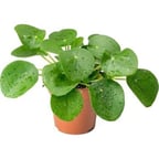 Çin Para Çiçeği Fidanı 10-20 cm Pilea