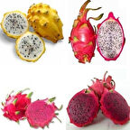 3 lü Pitaya Dragon Fruit Fidanı Seti  (Beyaz Kırmızı Sarı)