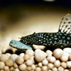 Jbl Novo pleco Vatoz için tablet yem 50 Gr Kovadan Bölme