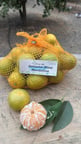 mandalina (satsuma rize)