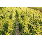 Altuni Leylandi Fidanı - Hızlı Büyüyen Çit Bitkisi - Sarı Yeşil Yapraklı 1-2 yaş arası tüplü