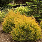 Altın Sarısı Renkleriyle Raingold Mazı Fidanı - Zarif ve Uzun Ömürlü"1-2 yaş arası 