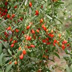 1 Adet Gojiberry Fidanı[kurt üzümü]