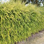 HANIMELİ ÇİT BİTKİSİ 10 ADET 'Lonicera Lemon Beauty'