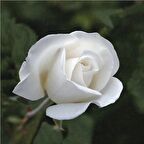 BEYAZ GÜL FİDANI 10 ADET - YEDİVEREN SAKSILI GÜL