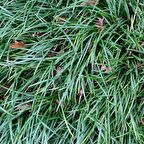 OSMANLI ÇİMİ 50 ADET - GÖLGE ÇİMİ