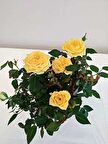 MİNYATÜR GÜL FİDANI SARI - 3 ADET