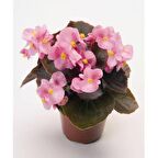 BEGONYA ÇİÇEĞİ 10 ADET - SAKSIDA PEMBE RENK