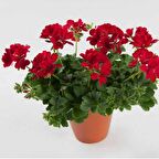 SARDUNYA 3 ADET - SAKSIDA KIRMIZI RENK