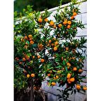 SATSUMA MANDALİNA FİDANI 5 ADET - 3 YAŞ TÜPLÜ FİDAN