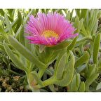 KAZ AYAĞI 180 ADET - YER ÖRTÜCÜ ÇİÇEKLİ BİTKİ