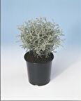 Lavantin Kokulu Çiçekli Çok Yıllık Bitki  3 Adet
