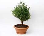 BONSAİ ŞİMŞİR FİDANI 5 ADET - HEDİYELİK EV OFİS BİTKİSİ