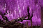 MOR SALKIM FİDANI 3 ADET - Wisteria Sinensis