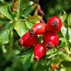 KUŞBURNU FİDANI 3 ADET - Rosa Canina